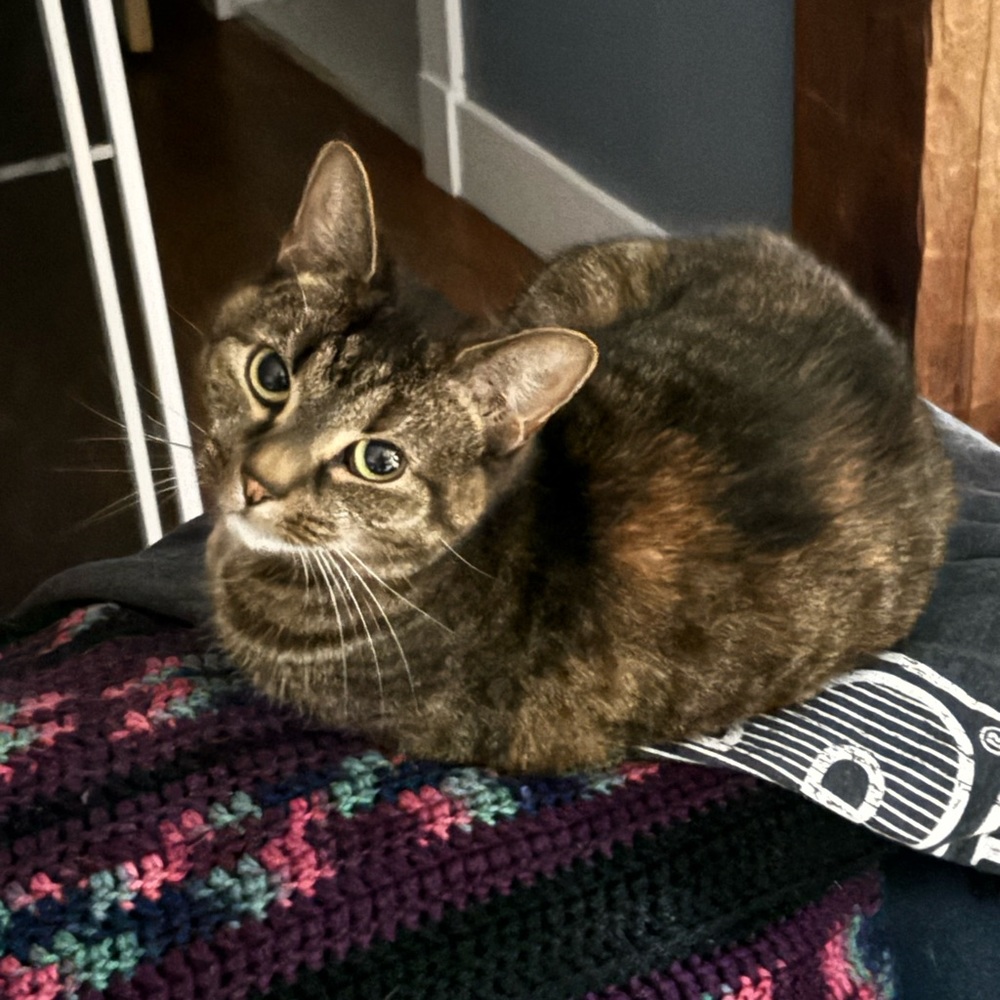 Meet your Posher, Addison